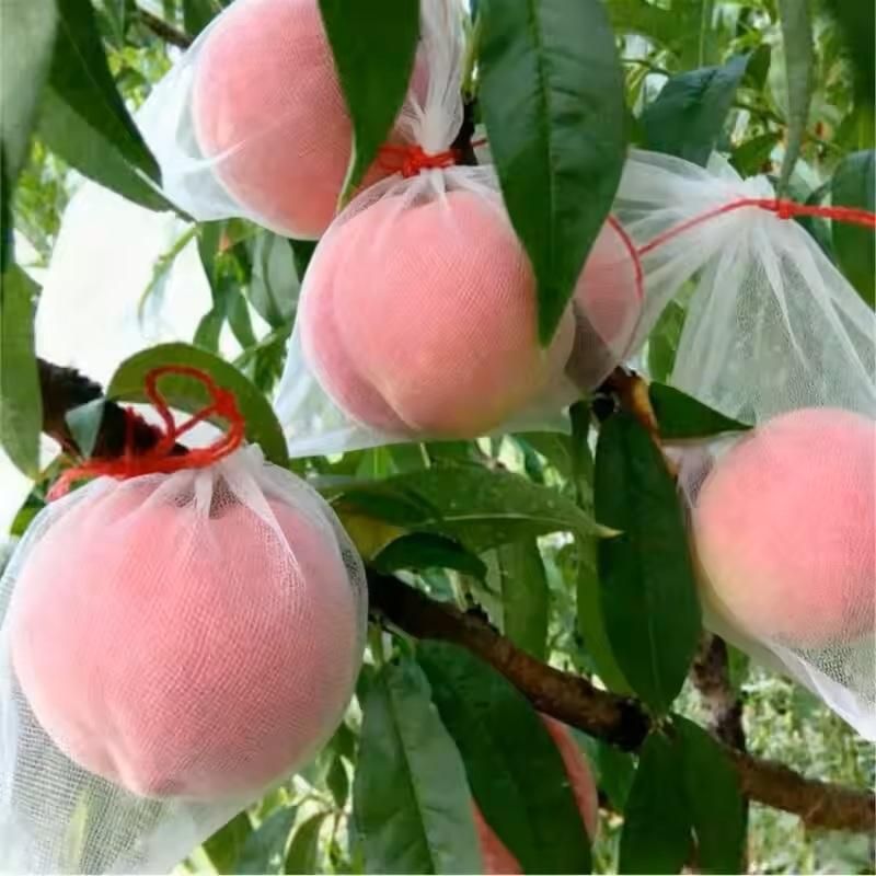 Fruit Protection Bags with Drawstring (Set of 50)